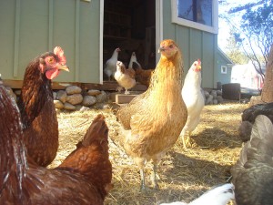 chickens